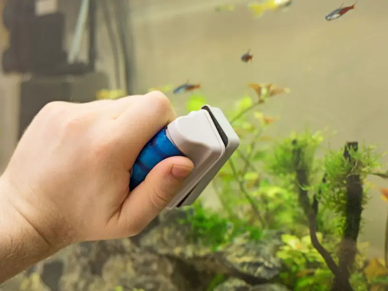 Male Hand Cleaning Aquarium using magnetic cleaner.