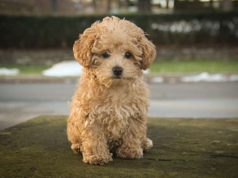 Cute Poodle with bad breath