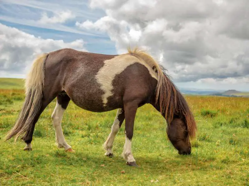 Piebald Dartmoor Pony grazing in the moor, in Dartmoor, Devon, UK