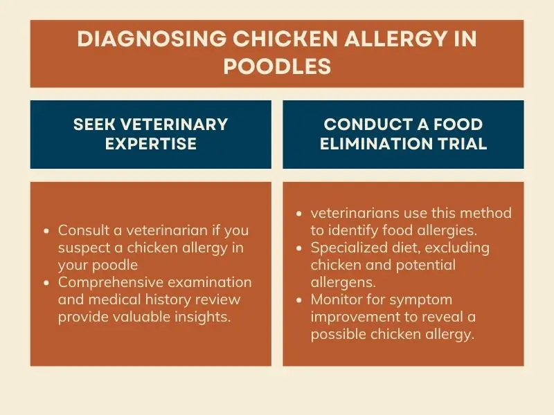 Diagnosing Chicken Allergy in Poodles - Infographic