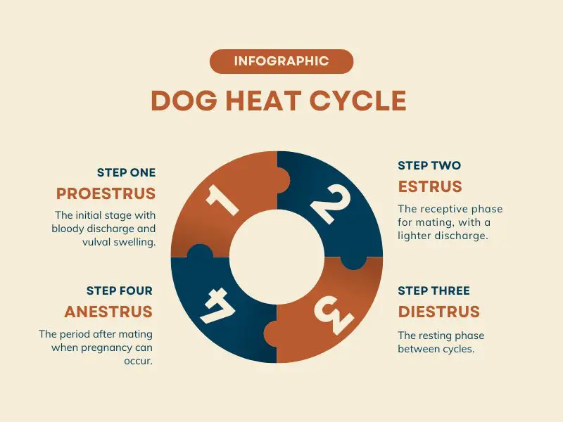 Dog Heat or Estrus Cycle