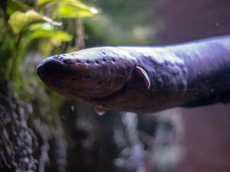 Electric Eel