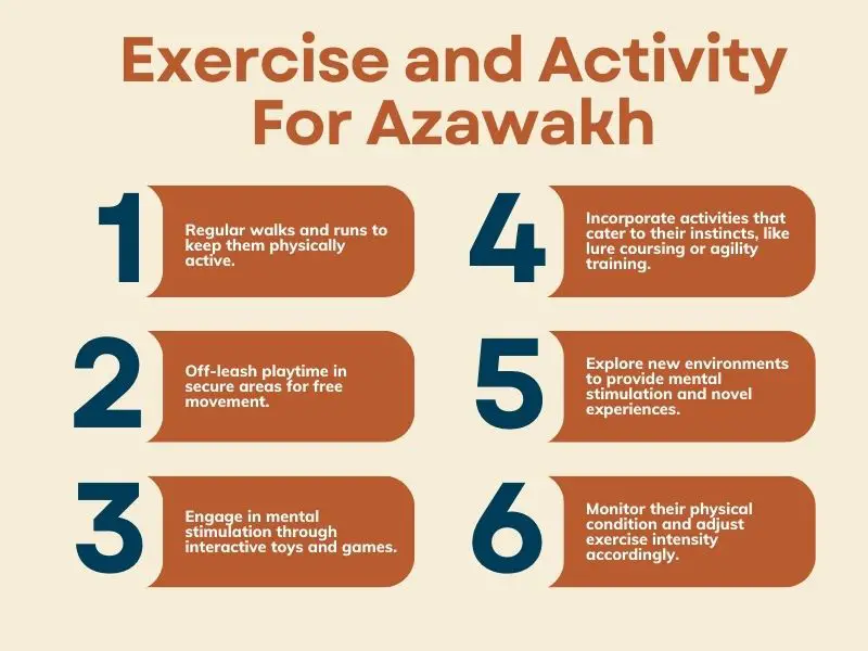 Exercise and activity for Azawakh pets.