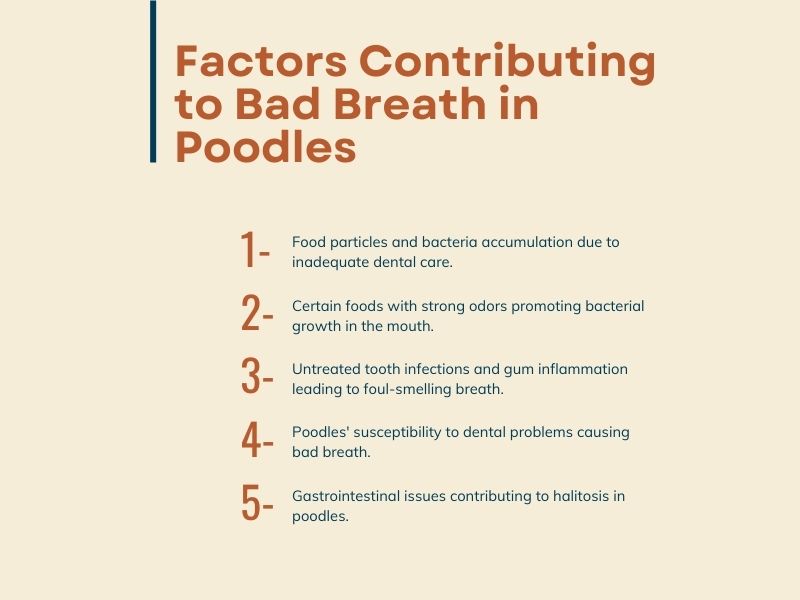 Factors contributing to bad breath in poodles - infographic