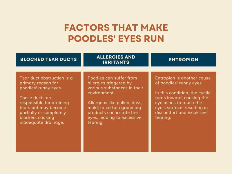 Factors That Make Poodles' Eyes Run - Infographic