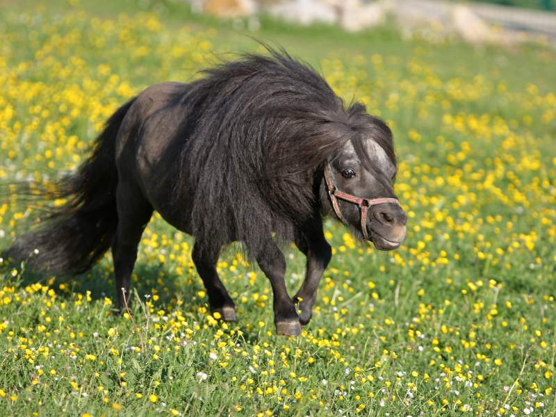 Black Falabella (smallest horse breed) running in meadow with yellow flowers.