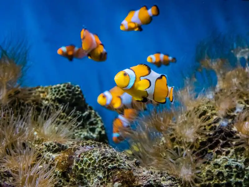 Saltwater Fish in Aquarium