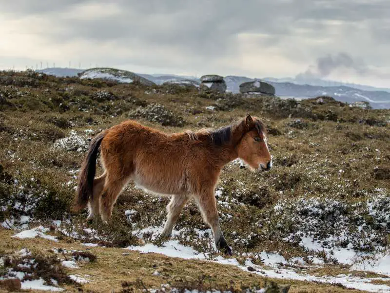 Galician Pony ( Small Spanish Horse Breed)