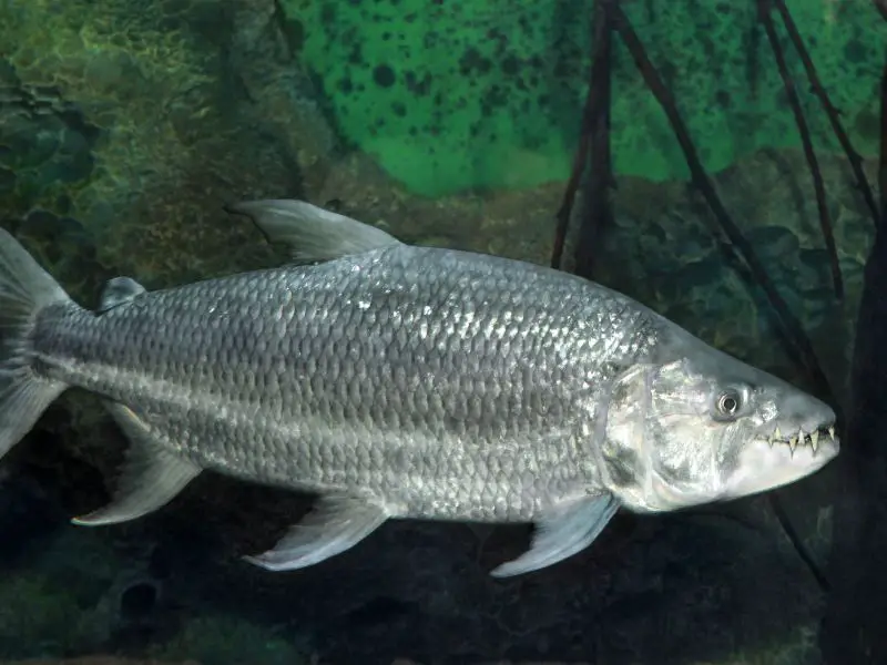 Hydrocynus goliath the African Tigerfish, close up photo showing its large sharp teeth while swimming on a aquarium