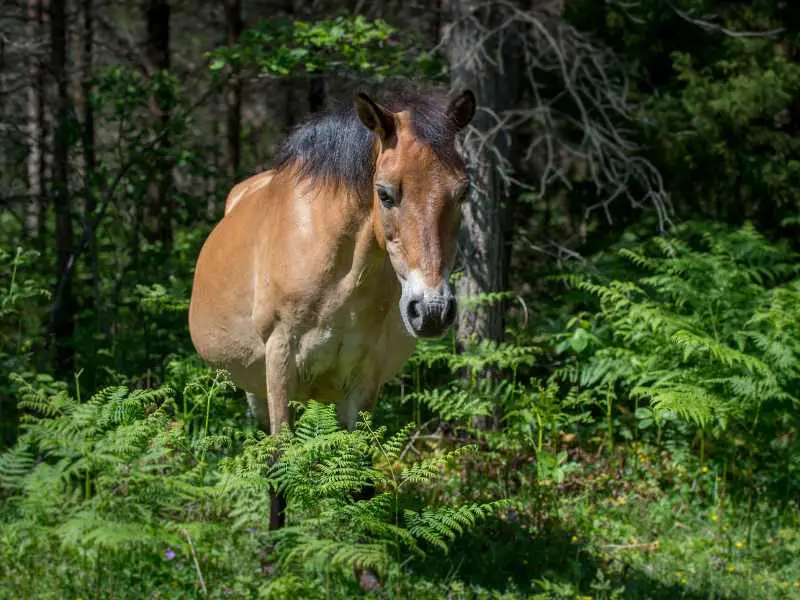 Gotland Pony grazing in the forest