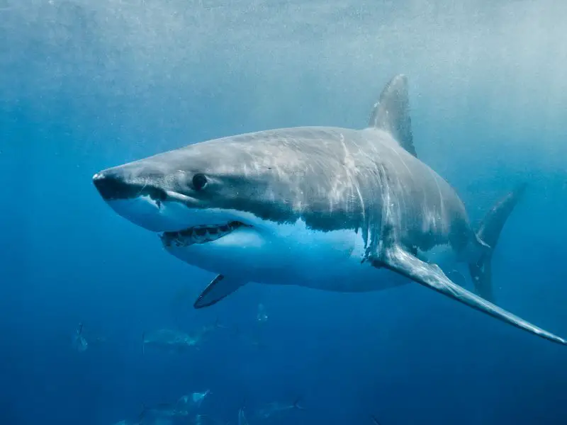 Great White Shark Smile