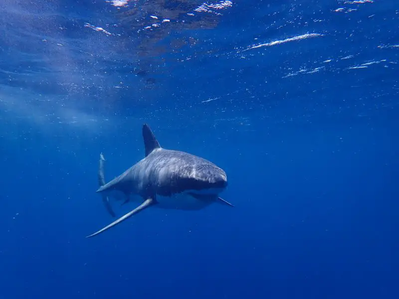 Great White Shark