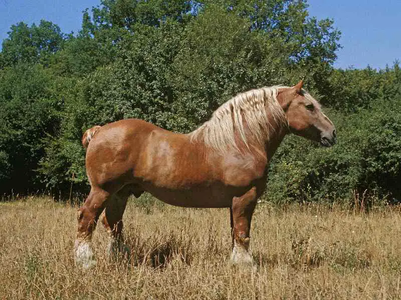 Hispano-Bretón (spanish horse breed)  Standing in a field