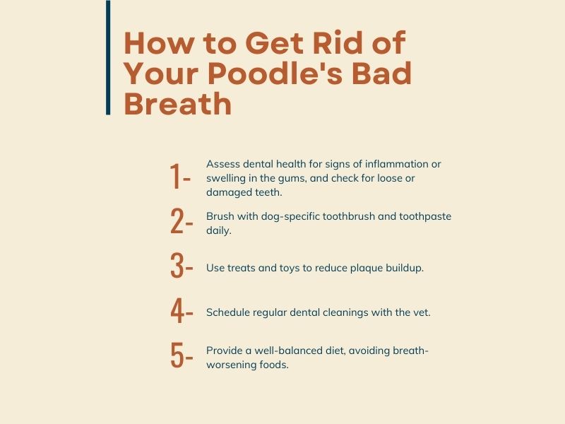 How to Get Rid of Your Poodle's Bad Breath - infographic