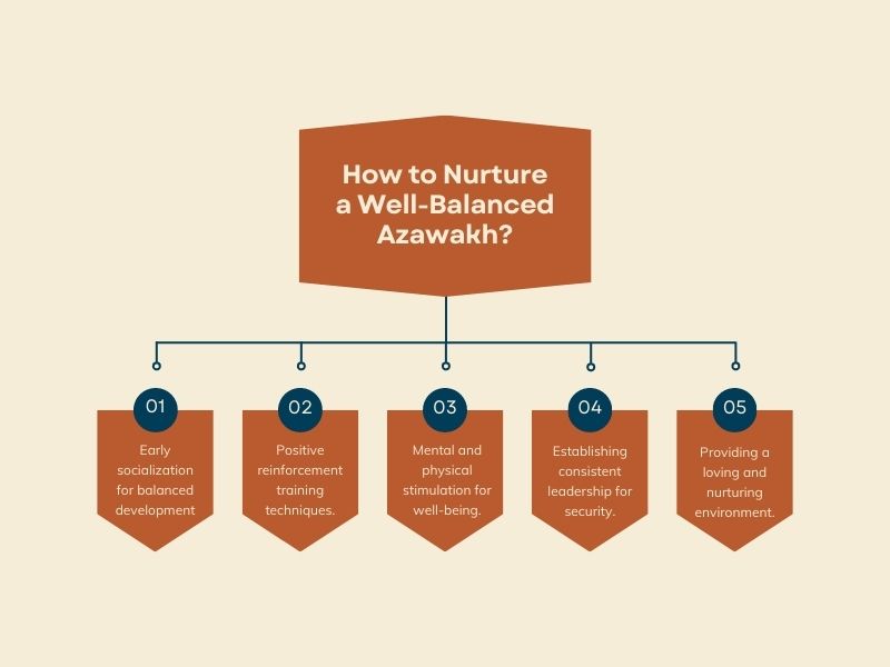 How to Nurture a Well Balanced Azawakh? - Infographic