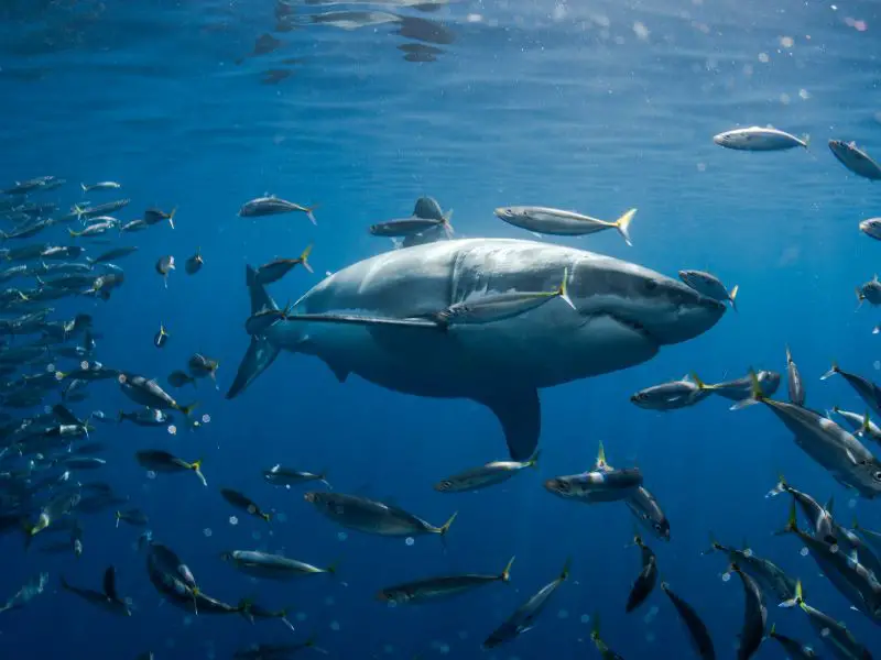 Mackerel and Great White Shark