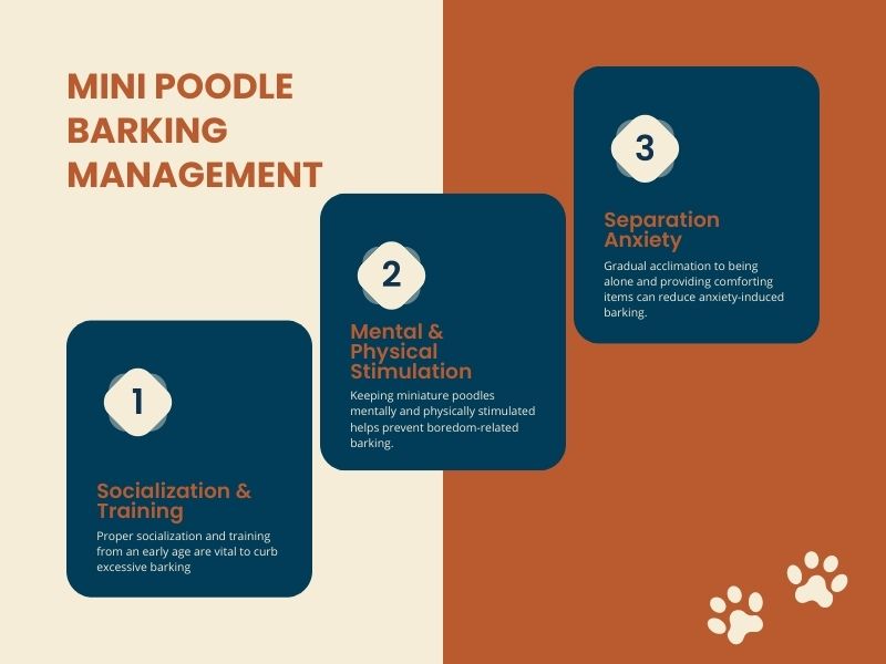 Managing excessive barking in miniature poodles - Infographic