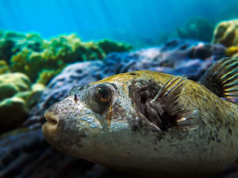 Masked Pufferfish