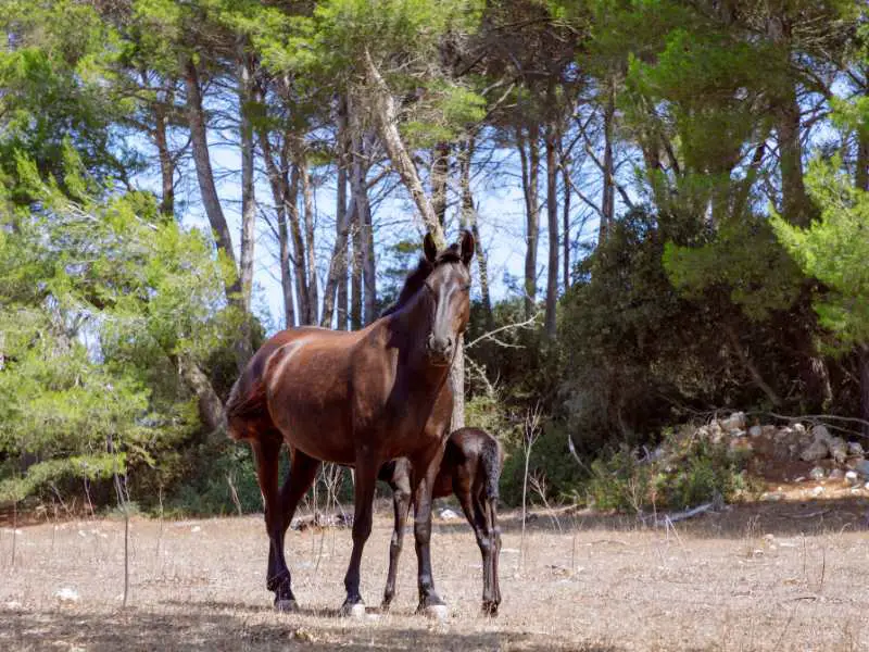 Young beautiful mare ( Menorquín Horse) with her foal in the pasture.