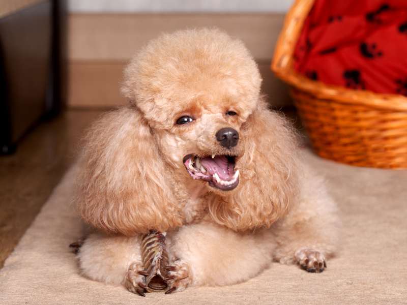 Miniature Apricot Poodle