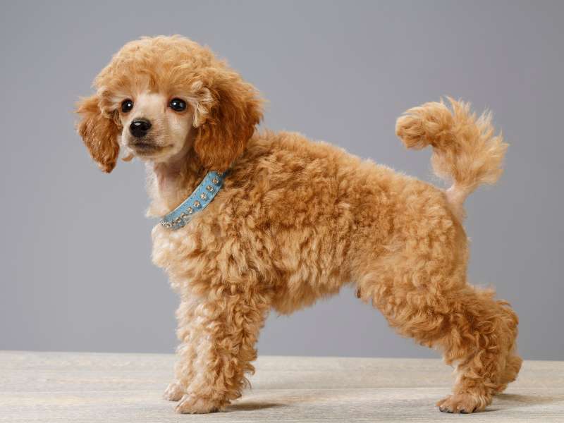 Miniature Poodle Puppy | Do miniature poodles bark a lot?