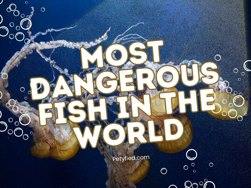 Most Dangerous Fish in the World