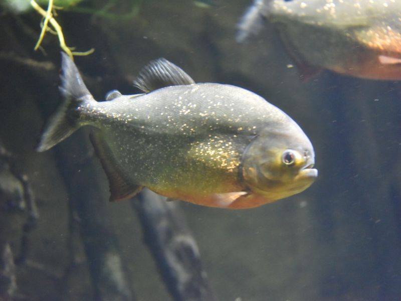 Red-bellied Piranha - Among one of the most dangerous fish in the world