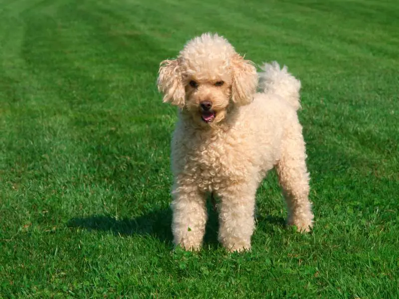 Poodle - Why do poodles' eye run?