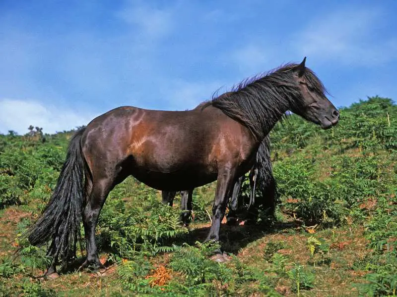 Pottok Horse