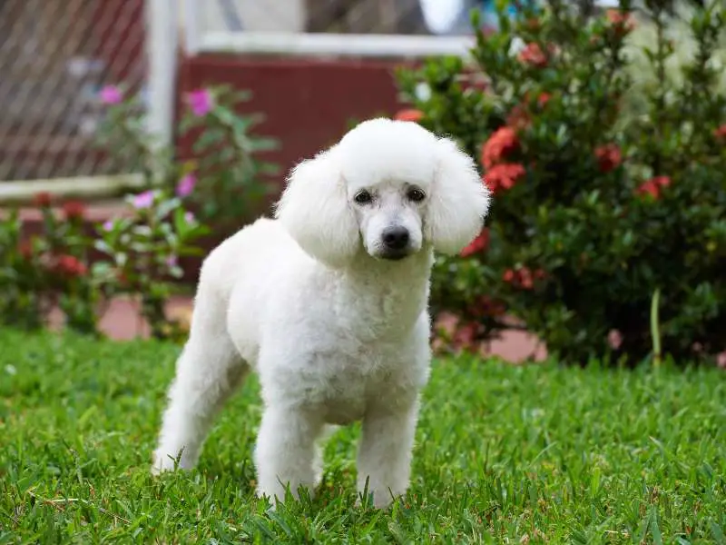 White Poodle in France