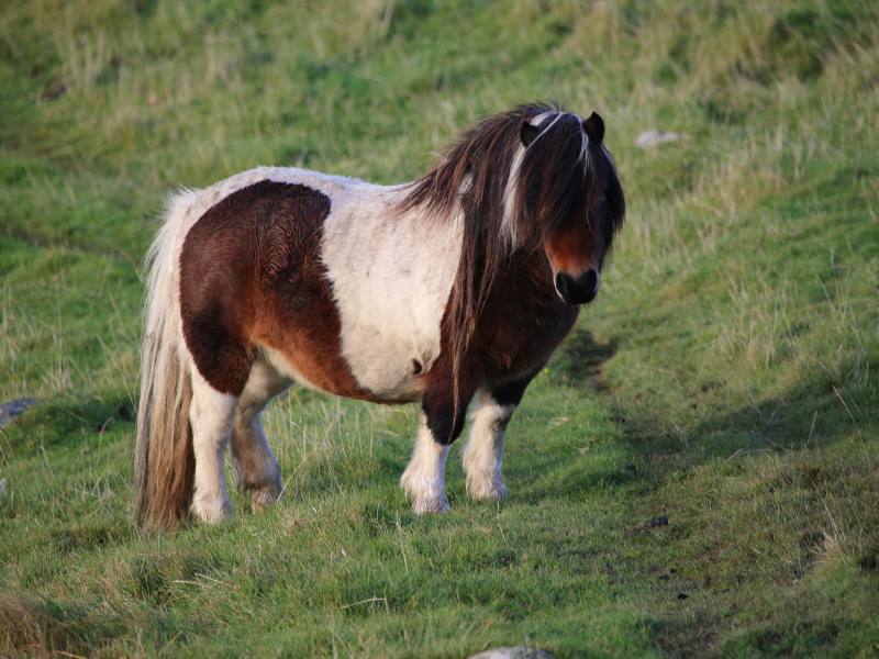 Shetland Pony standing on a grassy pasture.