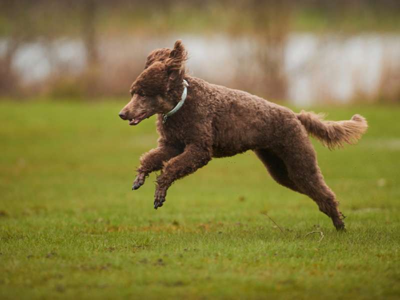 Standard Poodle running outdoor.