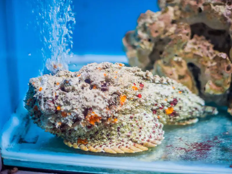 Stonefish