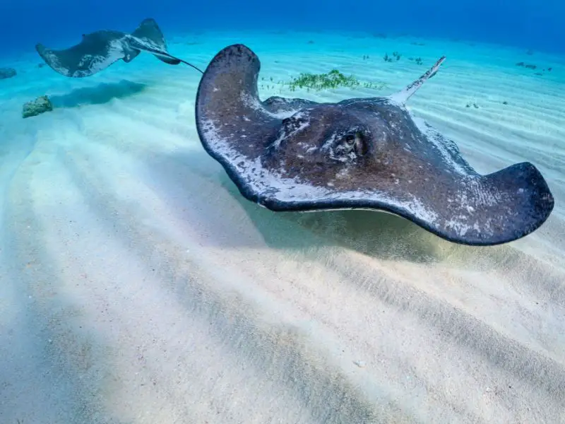 Stringray on shadow sand bar