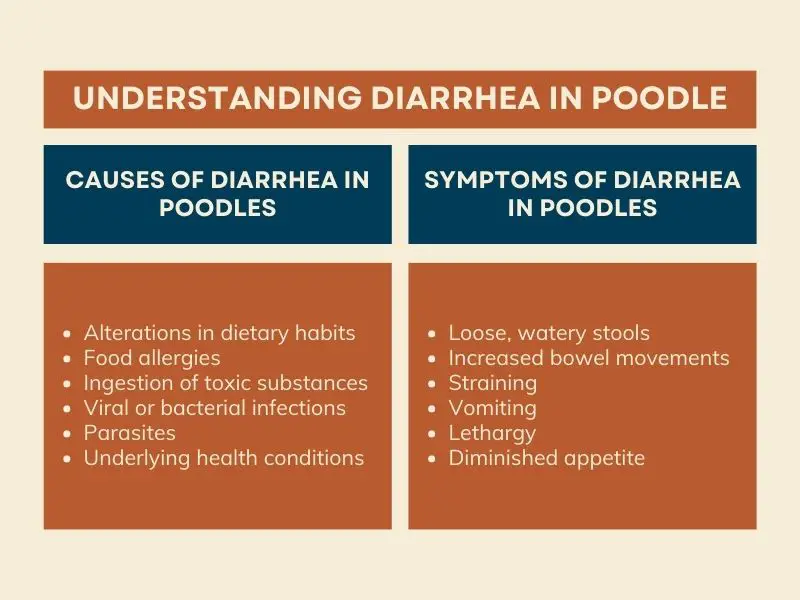 Understanding Diarrhea in Poodle - Infographics