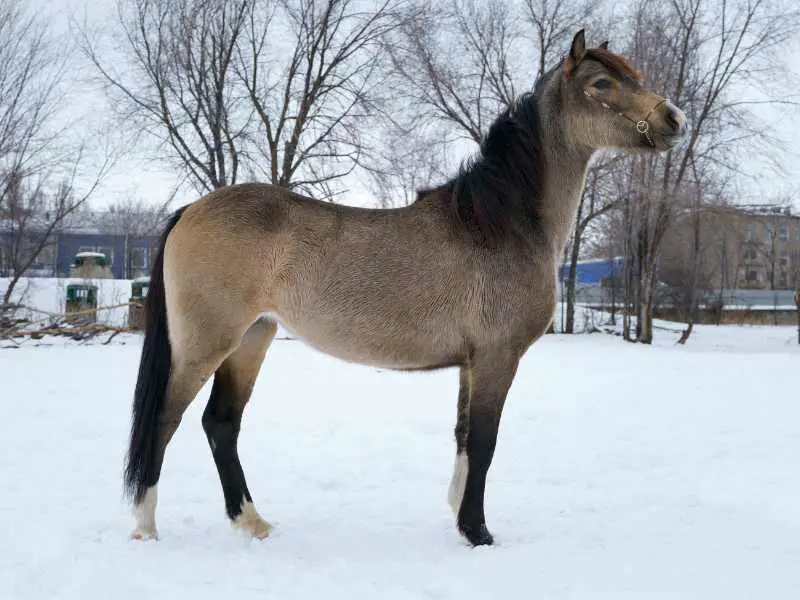 Winter portrait of Welsh Pony mare.