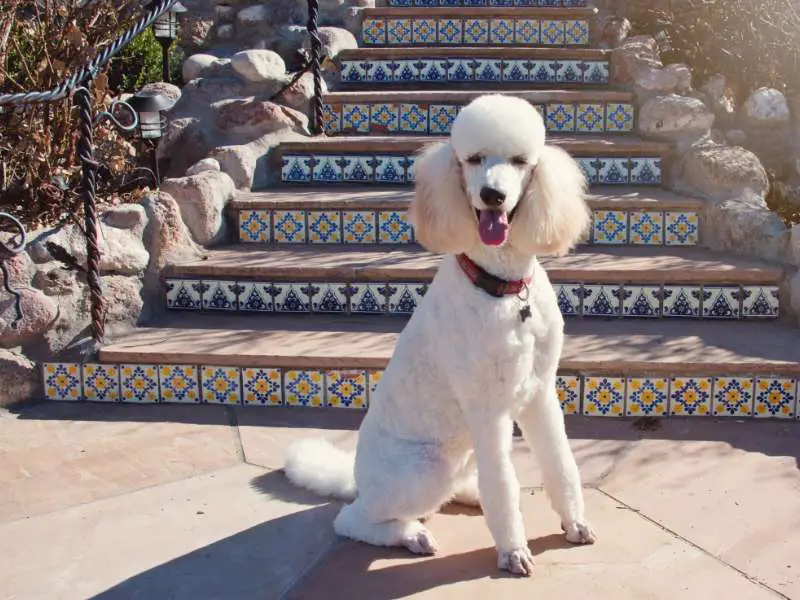 White Standard Poodle