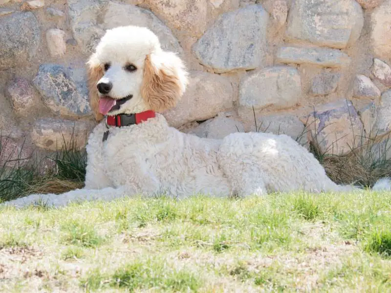 `Standard Poodle | Are Standard Poodles Aloof?