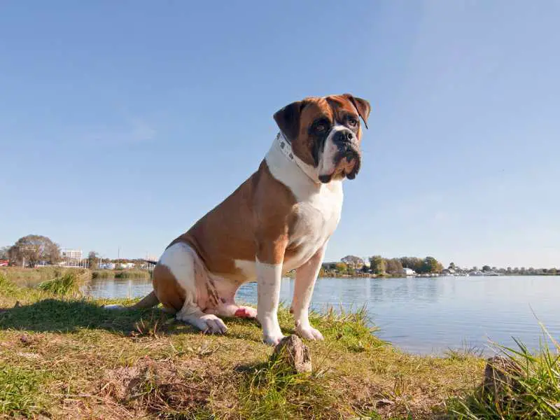 American Bulldog