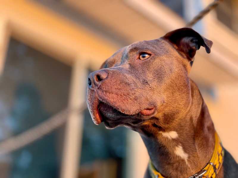 American Pitbull Terrier Dog