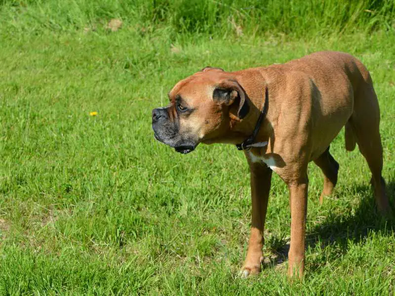 Beagle Boxer Mix