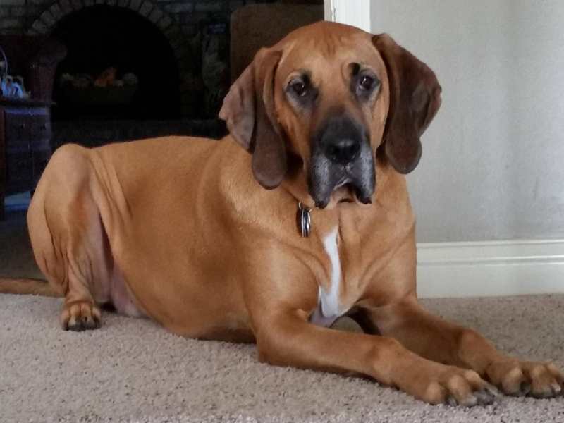 Bloodhound Boxer Mix