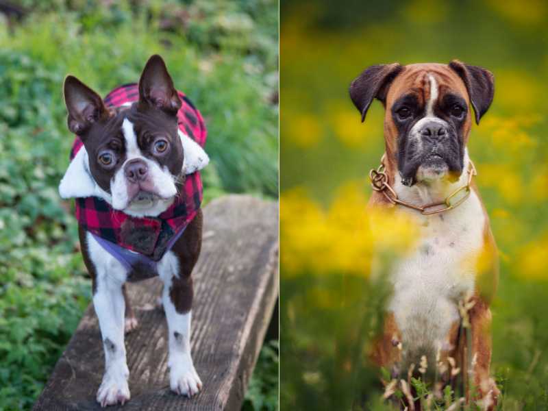 Boston Boxer - Boston Terrier and Boxer mix