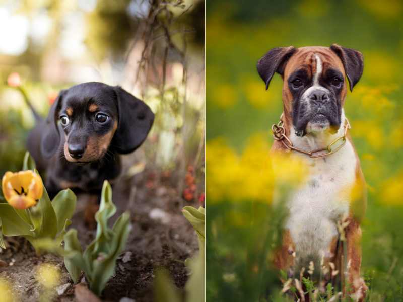 Boxer Dachshund mix