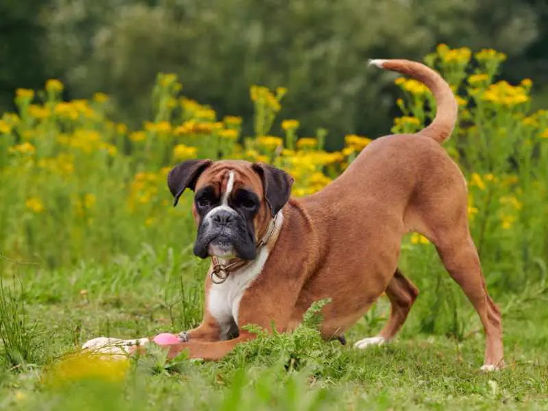 Boxer Dog