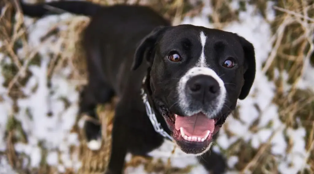 Bernese Mountain Dog Boxer Mix: Traits, Care, and More - Petyfied