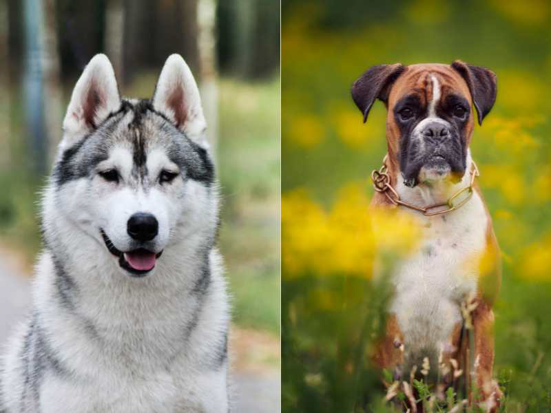 Boxsky - Boxer and Siberian Husky mix