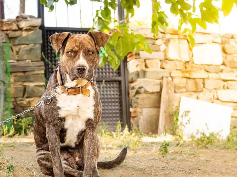 Bullboxer Pit - Pitbull Boxer Mix Dog