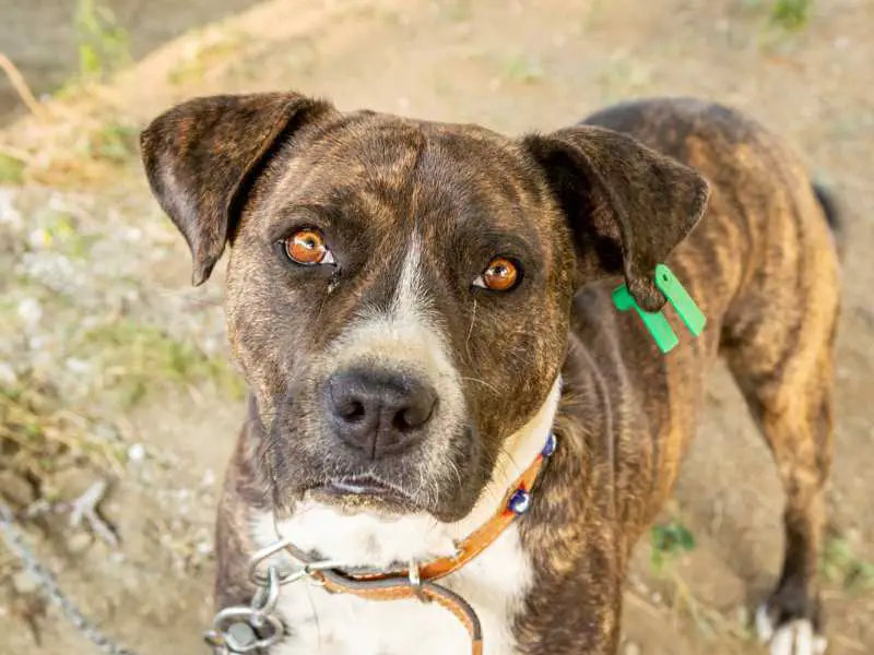 Bullboxer pit - pitbull boxer mix dog