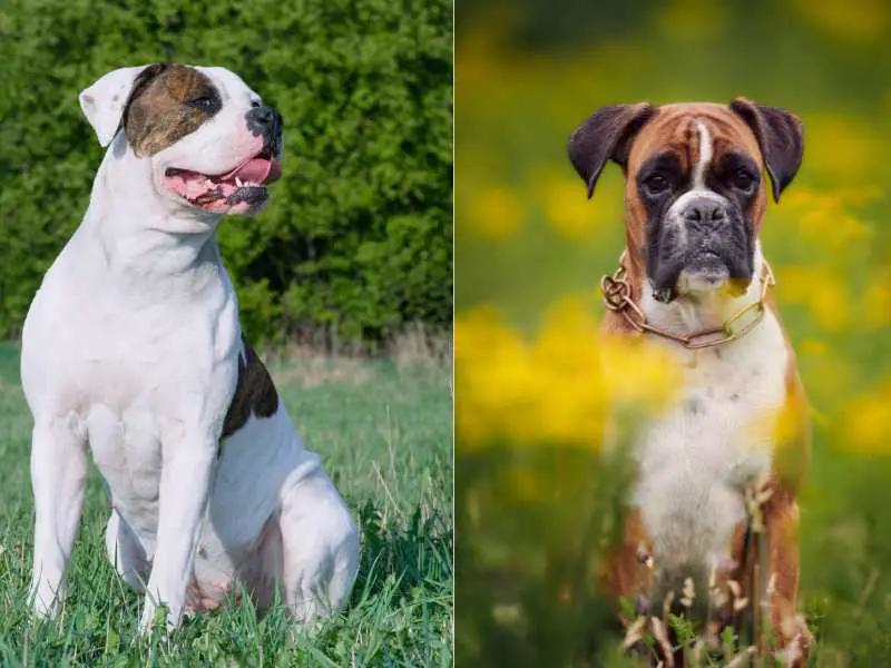 Bulloxer ( American Bulldog & Boxer Mix)